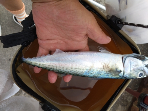 サバの釣果