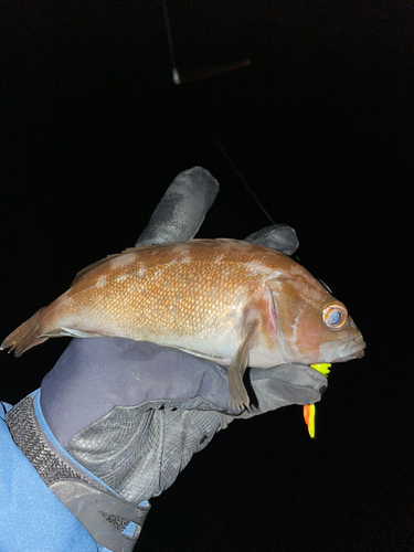 ガヤの釣果