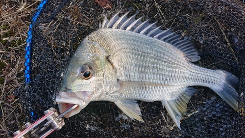 キビレの釣果