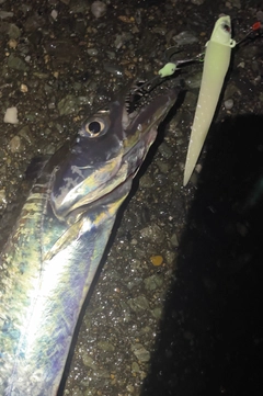 タチウオの釣果