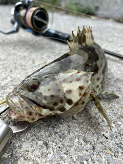 チャイロマルハタの釣果