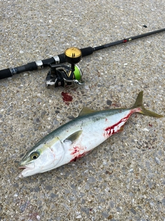 ヤズの釣果