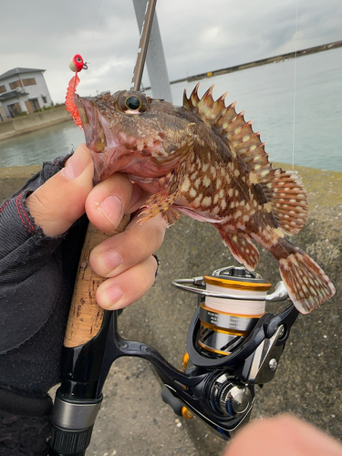 アラカブの釣果