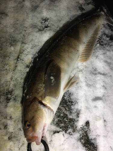 ホッケの釣果