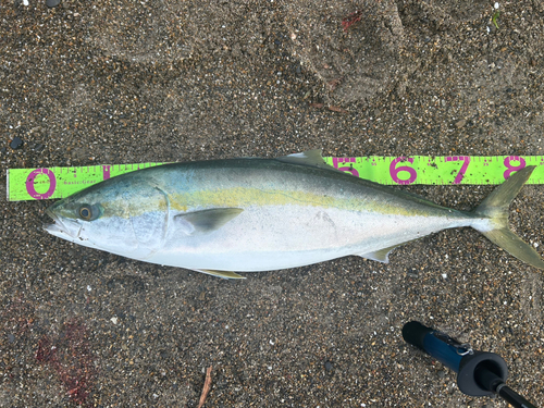 ブリの釣果