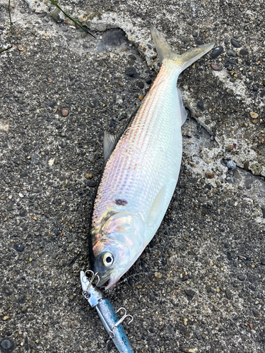 コノシロの釣果