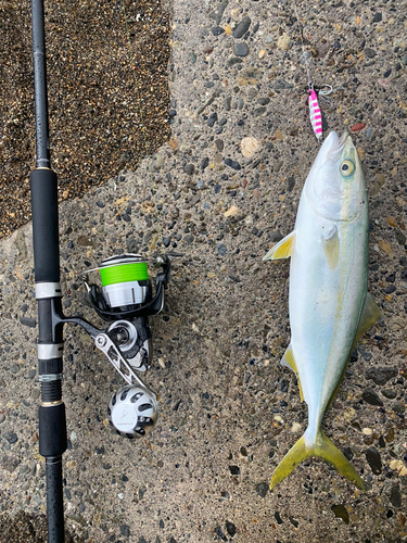 イナダの釣果