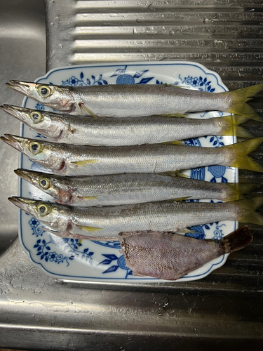 カマスの釣果