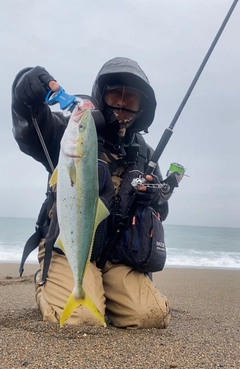 イナダの釣果