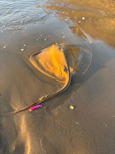 エイの釣果