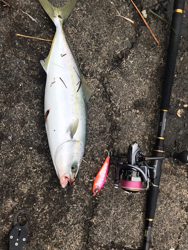 イナダの釣果