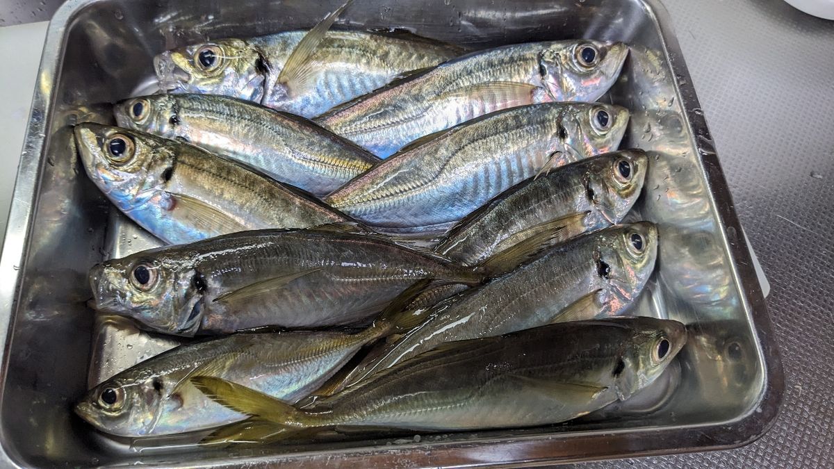 きのこーさんの釣果 2枚目の画像