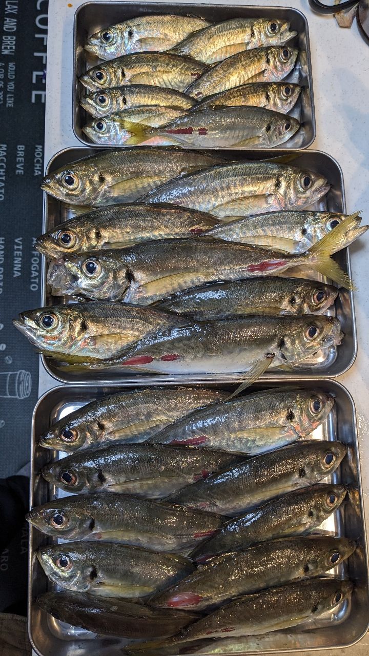 きのこーさんの釣果 3枚目の画像