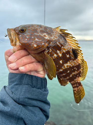 キジハタの釣果