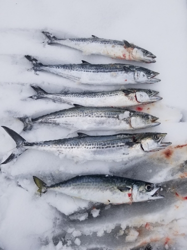 サゴシの釣果