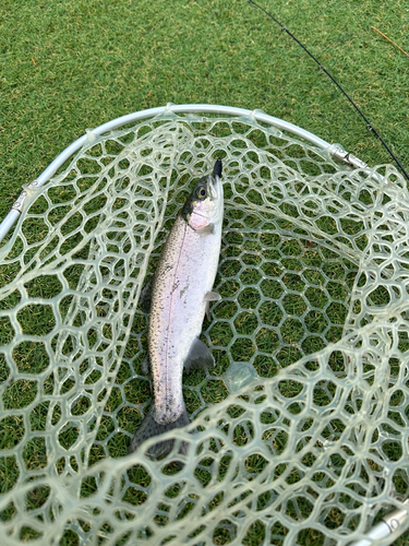 ニジマスの釣果