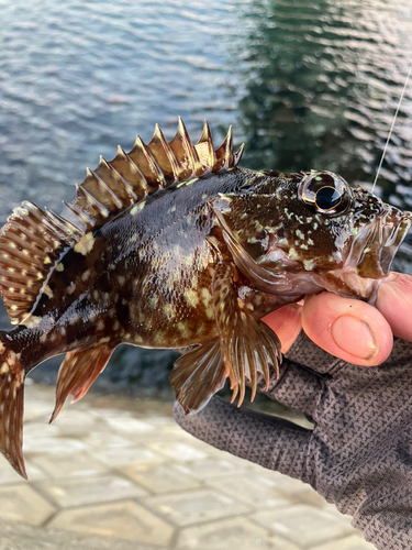 アラカブの釣果