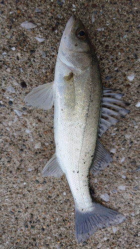 セイゴ（マルスズキ）の釣果