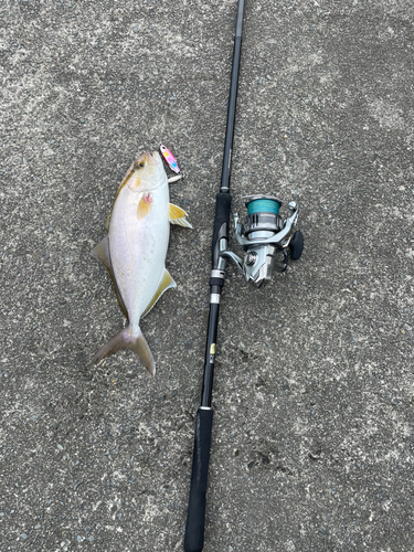 ショゴの釣果