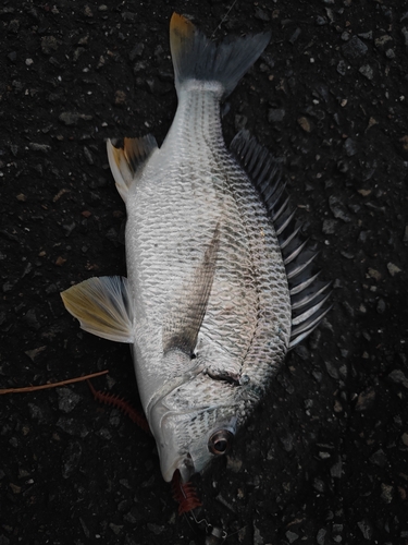 キビレの釣果