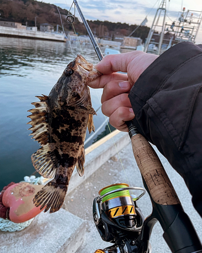 ベッコウゾイの釣果