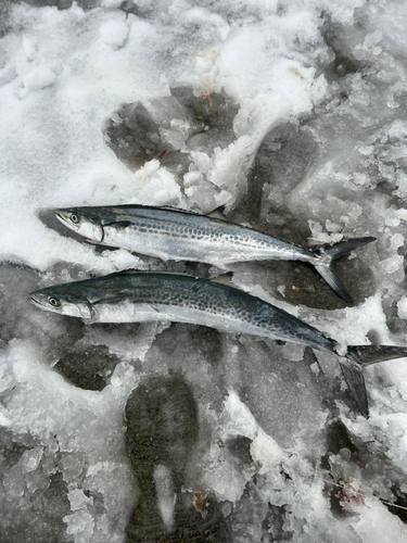 サゴシの釣果