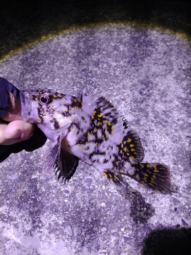 オウゴンムラソイの釣果