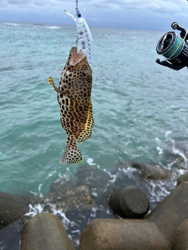 イシミーバイの釣果