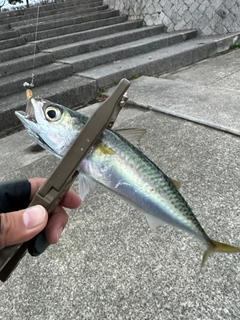 サバの釣果