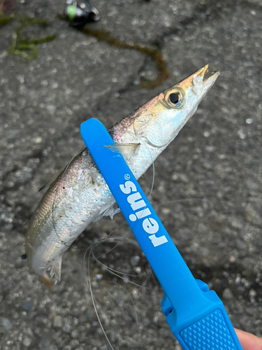 カマスの釣果