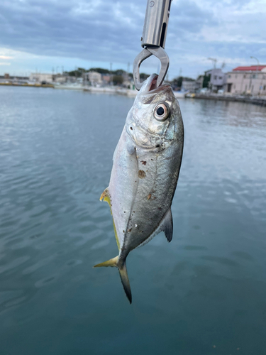 メッキの釣果