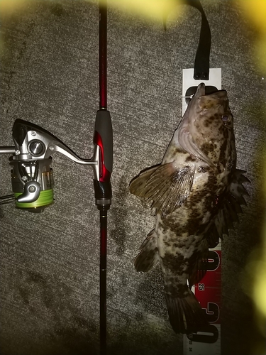 タケノコメバルの釣果