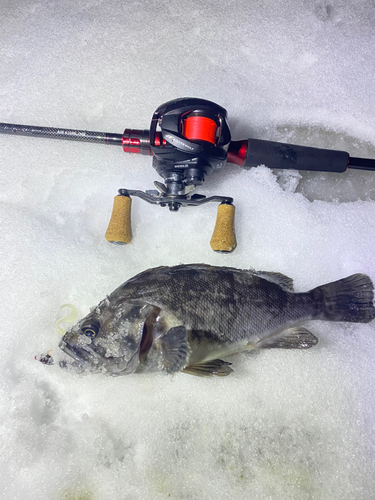 クロソイの釣果