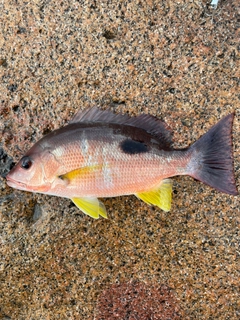 クロホシフエダイの釣果