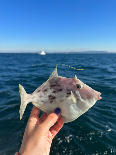 カワハギの釣果