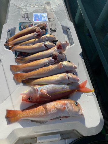 シロアマダイの釣果