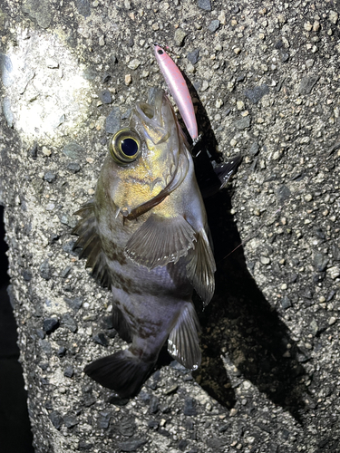 シロメバルの釣果