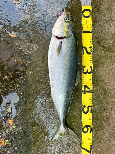 ハマチの釣果