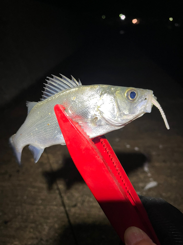 ヒラスズキの釣果