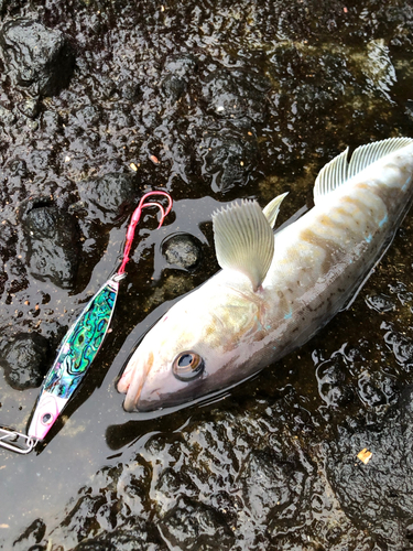 ホッケの釣果