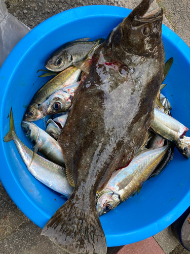 マアジの釣果