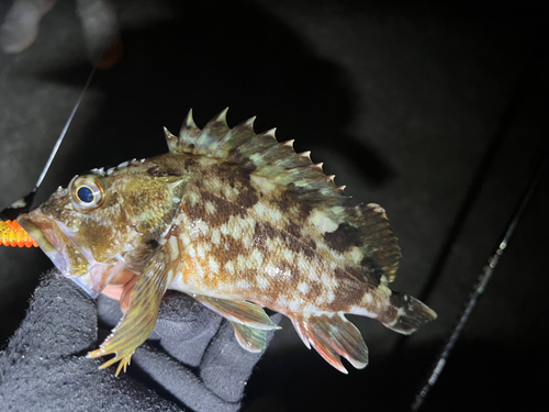 カサゴの釣果