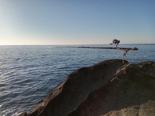 イシダイの釣果