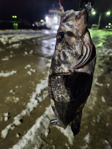 クロソイの釣果