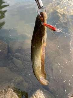 ナマズの釣果