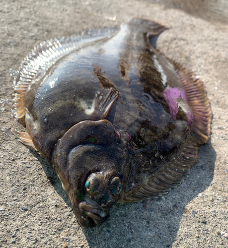 マコガレイの釣果