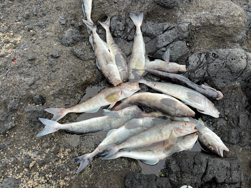 ホッケの釣果