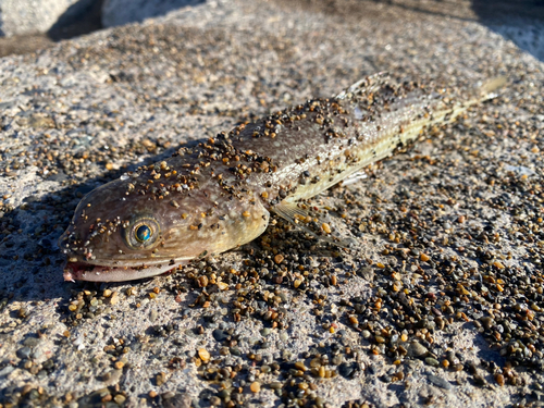 エソの釣果