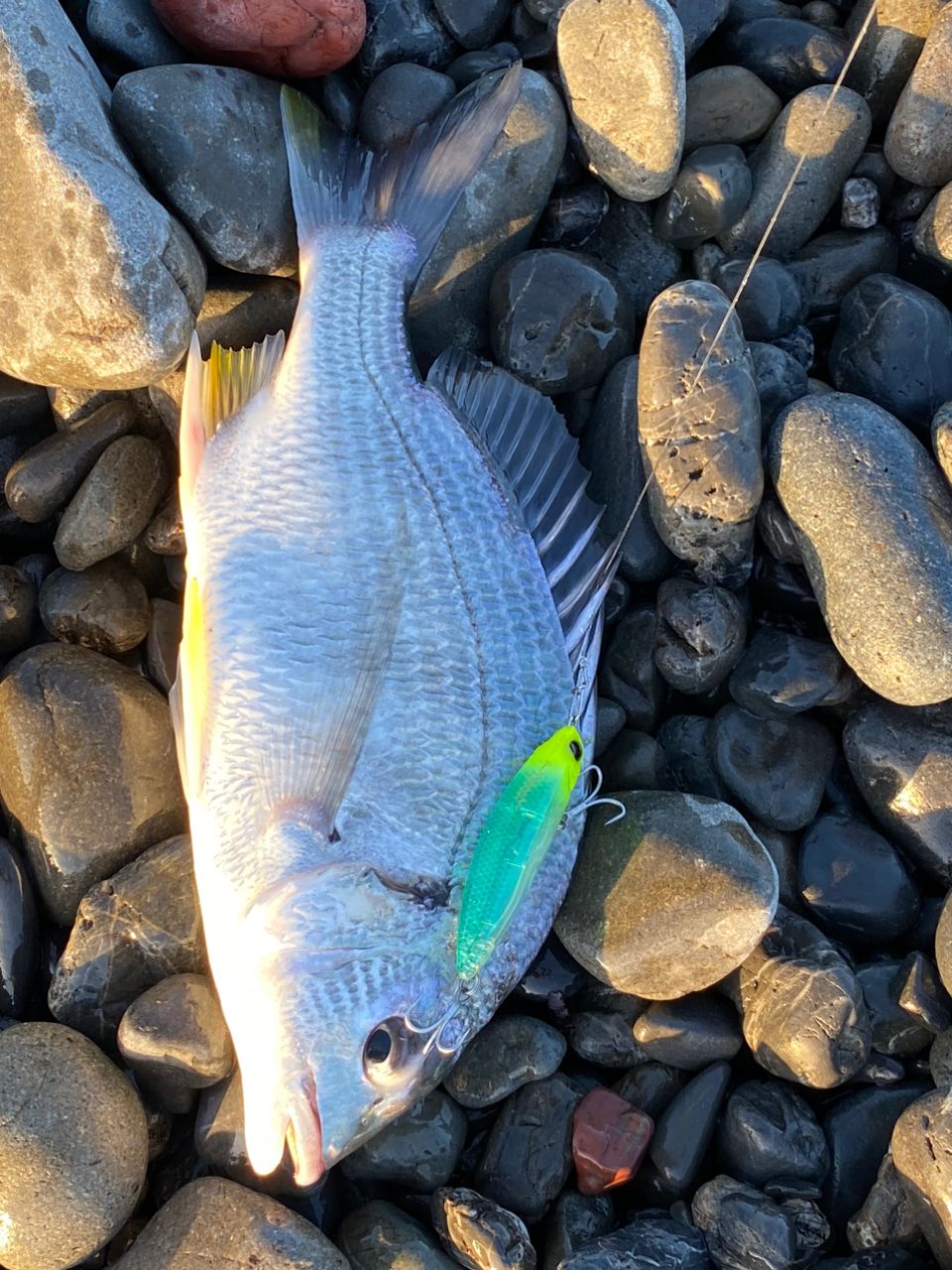 Binho🇧🇷🇯🇵 Pescadorさんの釣果 2枚目の画像