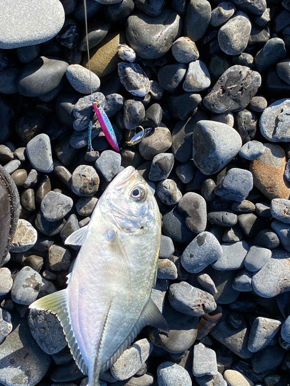 Binho🇧🇷🇯🇵 Pescadorさんの釣果 3枚目の画像